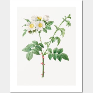 Brier Bush Rose or Dog Rose (Rosa Leucantha) (1817–1824) by Pierre-Joseph Redouté and Henry Joseph Redouté Posters and Art